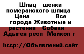 Шпиц - шенки померанского шпица › Цена ­ 20 000 - Все города Животные и растения » Собаки   . Адыгея респ.,Майкоп г.